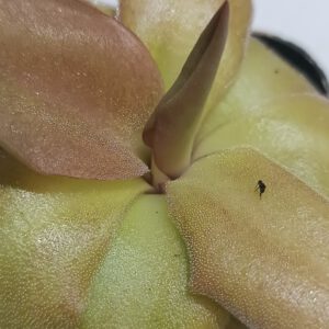 Pinguicula 'Kultivar 3'