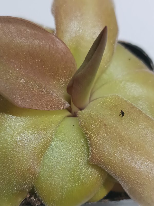 Pinguicula 'Kultivar 3'