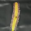 Drosera capensis 'alba'