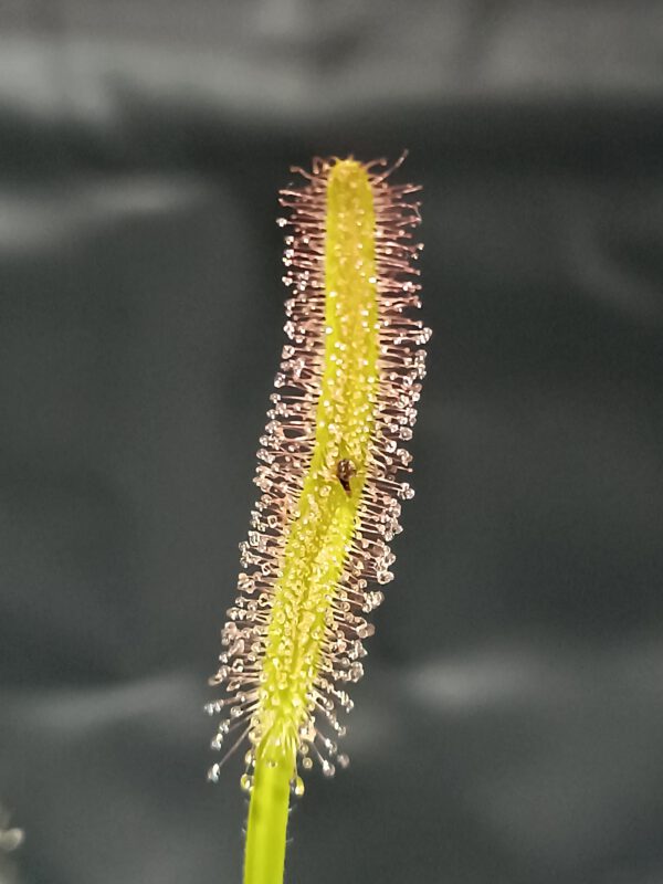 Drosera capensis 'alba'