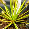 Drosera capensis 'alba'