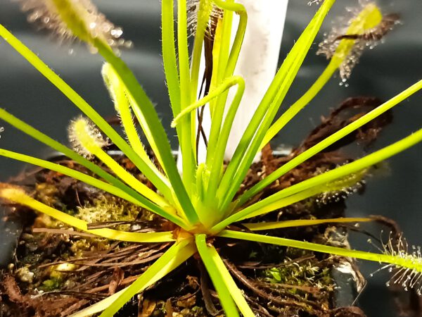 Drosera capensis 'alba'