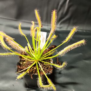 Drosera capensis 'alba'