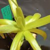 Pinguicula gigantea type 'white flower' x moctezumae