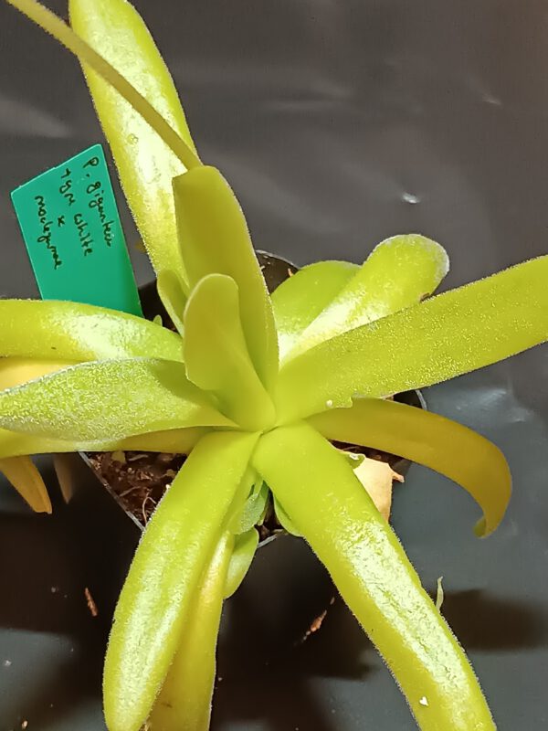 Pinguicula gigantea type 'white flower' x moctezumae