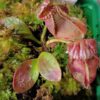 Cephalotus follicularis "typical"