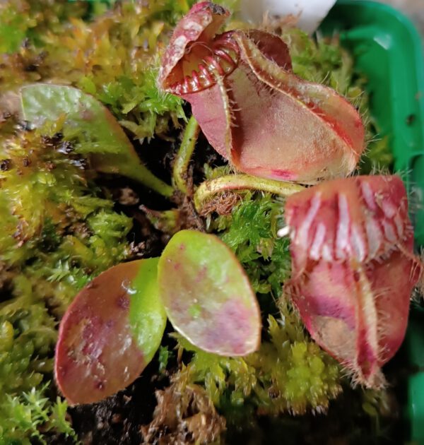 Cephalotus follicularis "typical"
