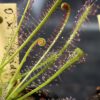 Drosera x 'hybrida'