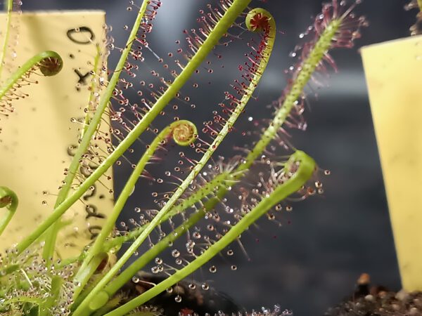 Drosera x 'hybrida'