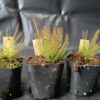 Drosera x 'hybrida'