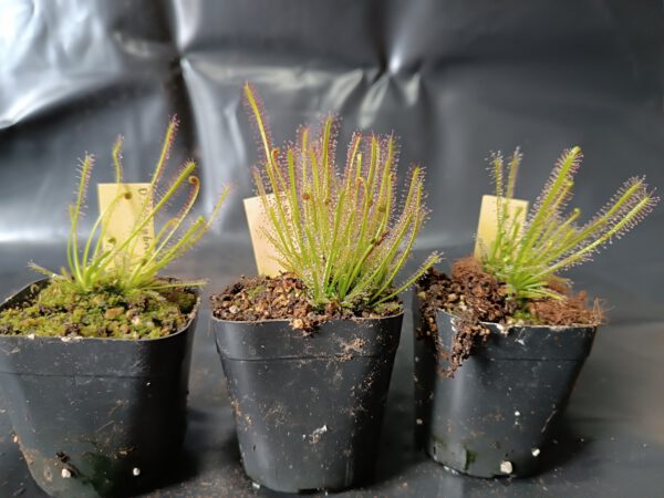 Drosera x 'hybrida'