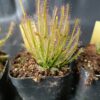 Drosera x 'hybrida'