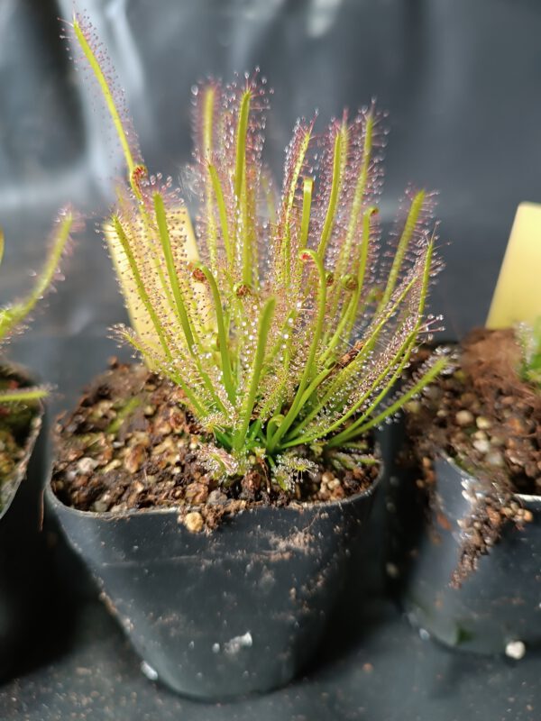 Drosera x 'hybrida'