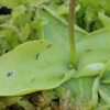Pinguicula grandiflora