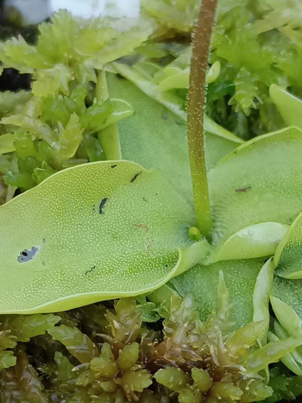 Pinguicula grandiflora