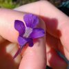 Pinguicula grandiflora