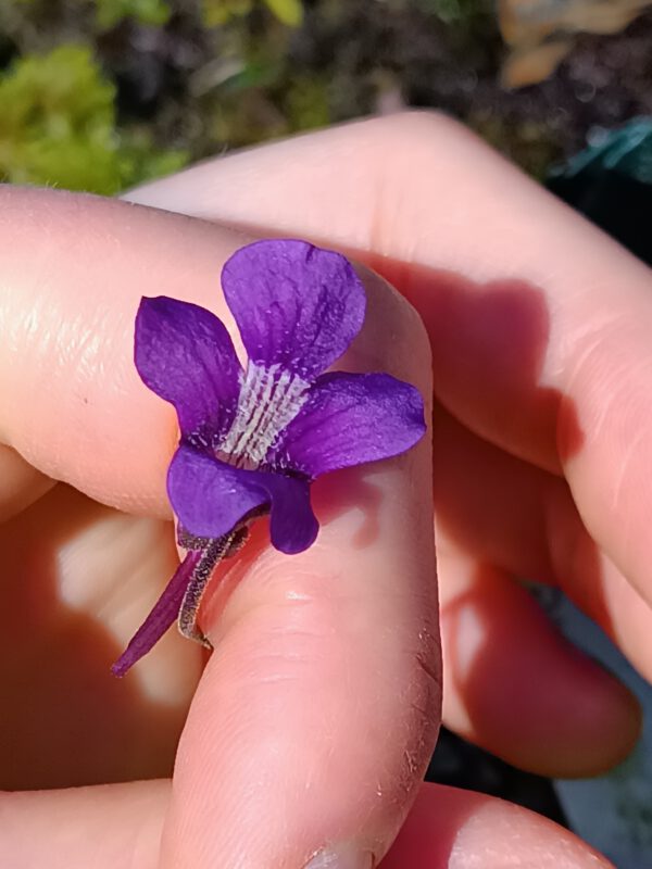 Pinguicula grandiflora