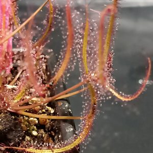 Drosera binata