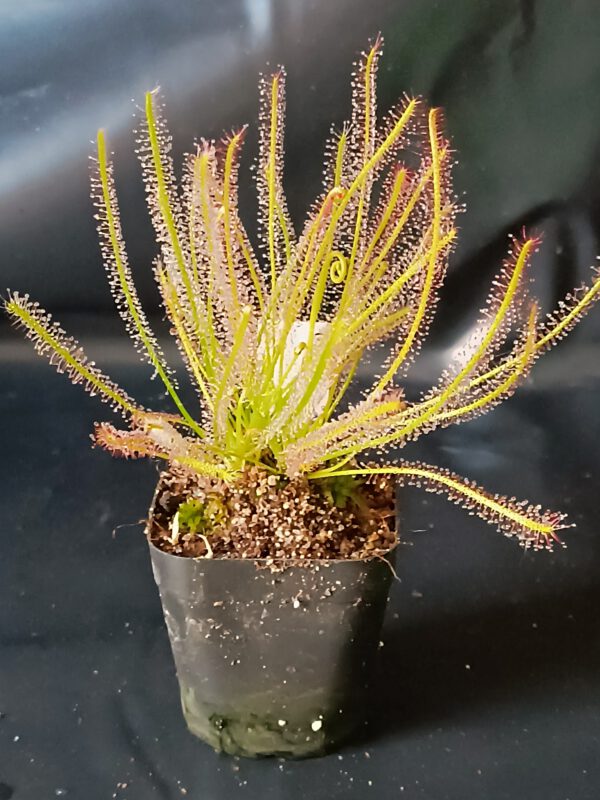 Drosera x 'hybrida'