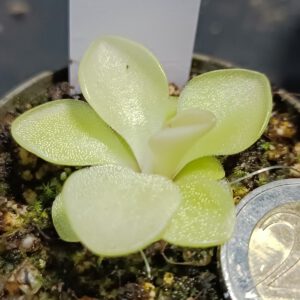 Pinguicula Spec. Guatemala