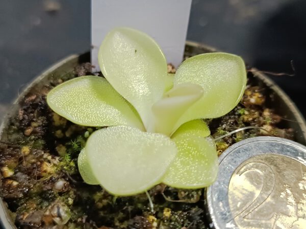 Pinguicula Spec. Guatemala