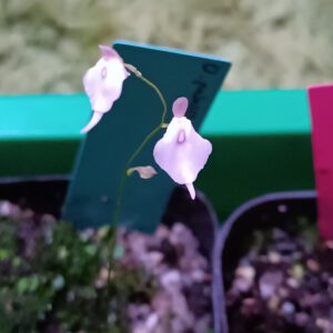 Utricularia pubescens