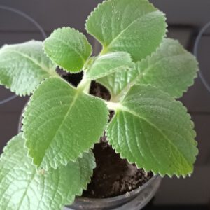 Plectranthus amboinicus (Jamaica Thymian)