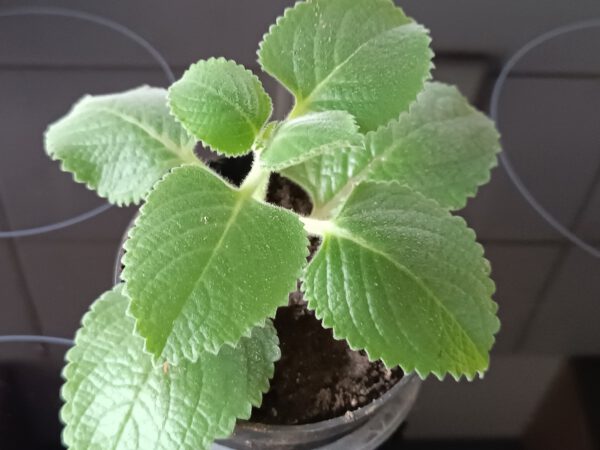 Plectranthus amboinicus (Jamaica Thymian)