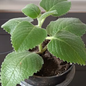Plectranthus amboinicus (Jamaica Thymian)