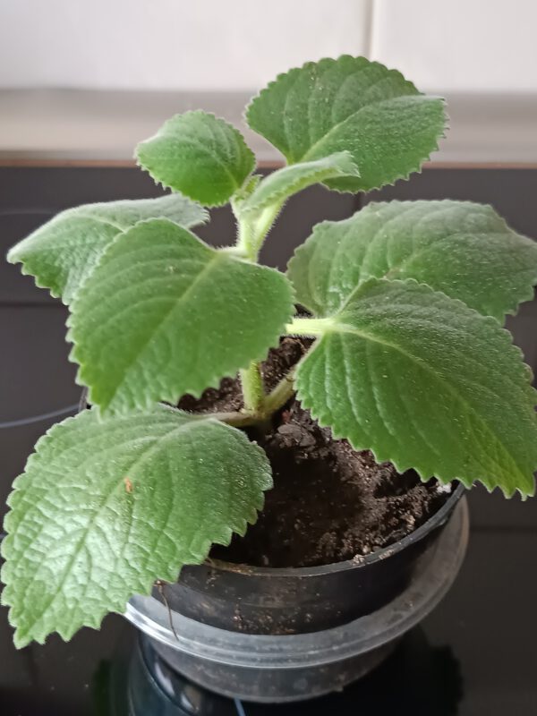 Plectranthus amboinicus (Jamaica Thymian)