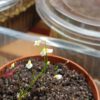 Utricularia bisquamata Small Flower