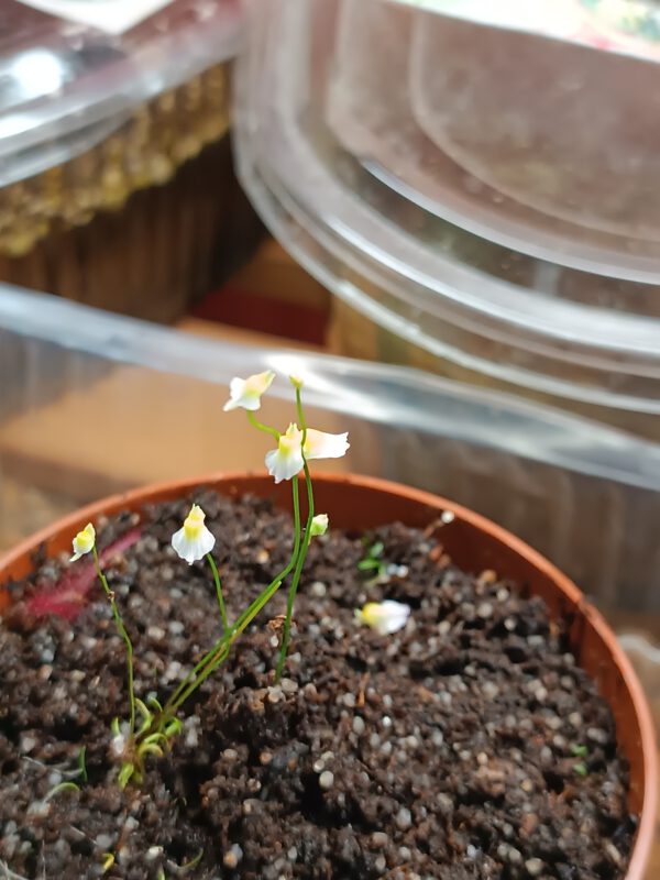 Utricularia bisquamata Small Flower