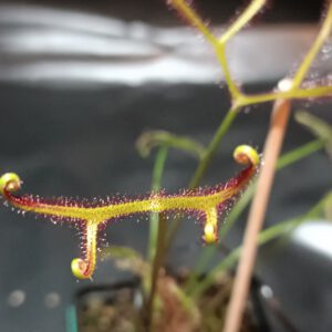 Drosera binata var. dichotoma