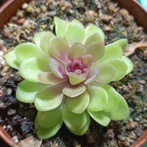 Pinguicula x 'Linz'