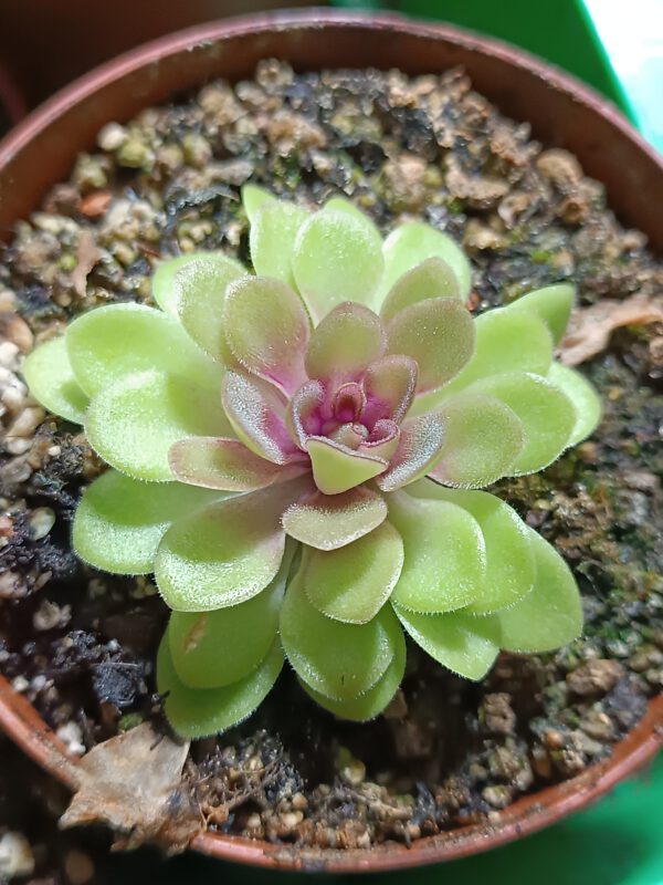 Pinguicula x 'Linz'