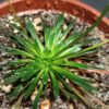 Stylidium caespitosum