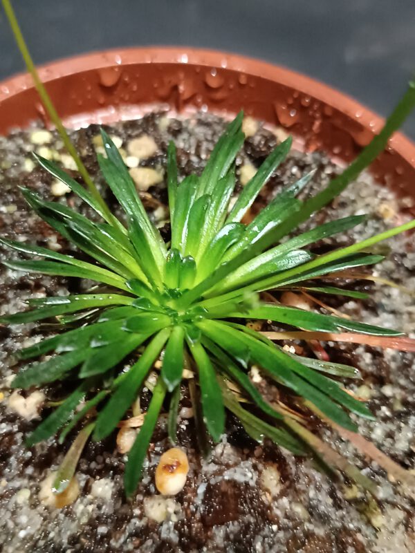 Stylidium caespitosum