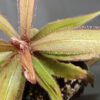Drosera adelae