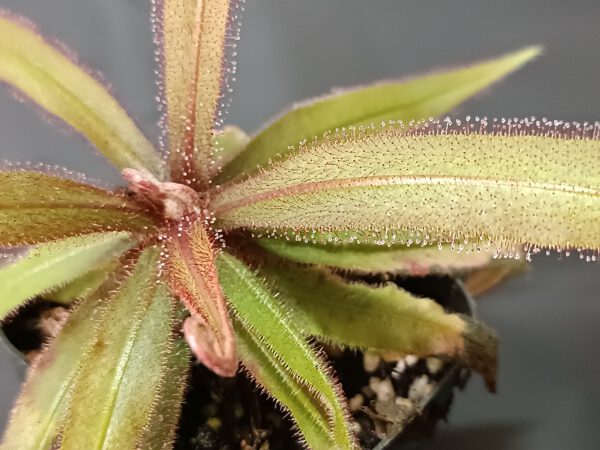 Drosera adelae