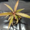 Drosera adelae