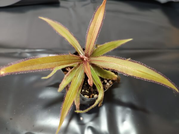 Drosera adelae
