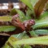 Drosera adelae