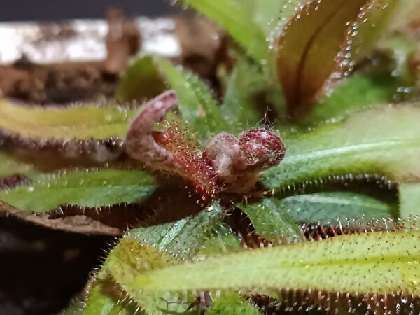 Drosera adelae