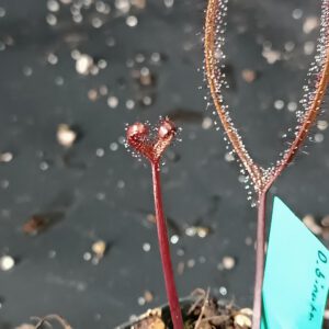 Drosera binata 'burgundy'