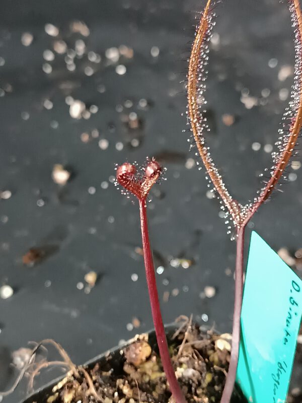 Drosera binata 'burgundy'