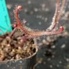 Drosera binata 'burgundy'