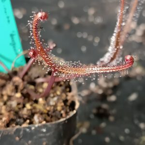 Drosera binata burgundy