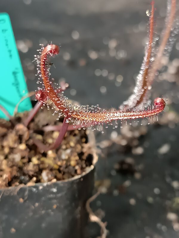 Drosera binata 'burgundy'