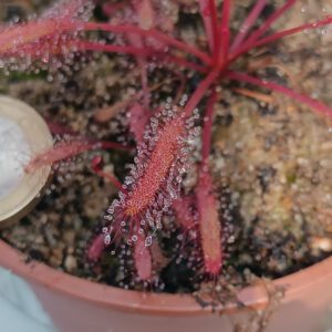 Drosera capensis red (Giftberg)