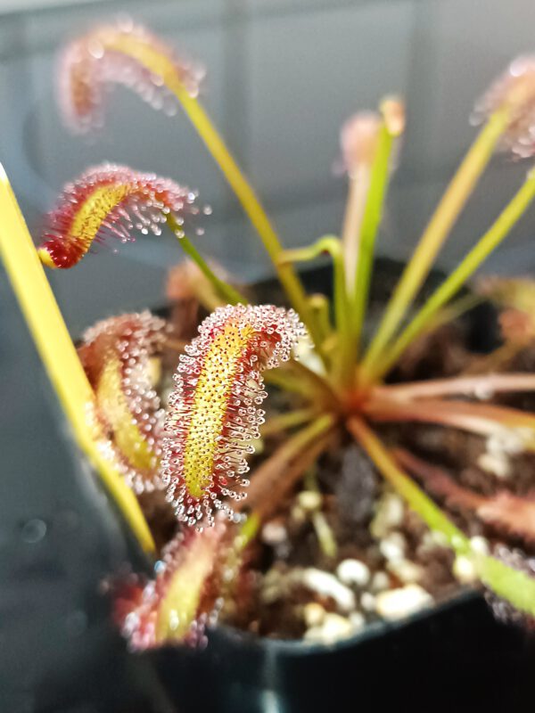 Drosera capensis red (Giftberg)